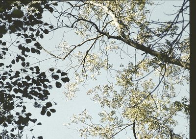 Vintage black-and-white close-up of tree branches with dense foliage and emerging buds against a cloudy sky. Soft focus highl...