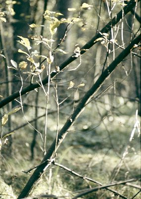Close-up of bare tree branches with sparse, budding foliage against a blurred green backdrop, likely late winter or early spr...