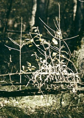 Dried, skeletal branches with sparse remaining foliage against a dense forest backdrop. Sunlight filters through, creating dr...