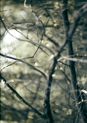 Close-up of bare tree branches reflected in shallow, murky water. Light filters through leaves, creating abstract patterns. I...