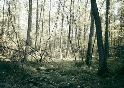 Dense forest glade with mature deciduous trees, low sunlight filtering through canopies. Fallen branches and moss-covered gro...