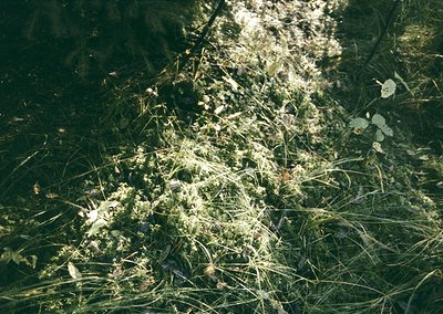 Sun-dappled forest floor with moss, ferns, and fallen needles under soft light. Natural texture and organic patterns ideal fo...