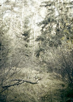 Monochrome forest scene with dense coniferous trees and fallen branches, creating a textured, atmospheric forest floor. Sunli...