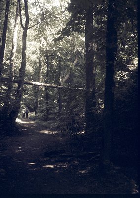 Black-and-white forest trail with two figures walking away, surrounded by dense conifers and dappled sunlight. Classic mid-20...