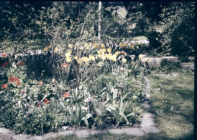 Vibrant 1970s garden scene featuring tall yellow flowers (likely daffodils) and red blooms, framed by lush greenery and a win...