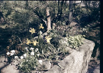 Vintage garden scene featuring a stone planter with vibrant yellow daffodils, white flowers, and lush greenery. Soft sepia to...