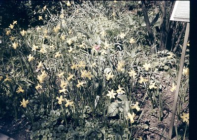 Vintage close-up of dense daffodil cluster in bloom, likely mid-20th century. Warm sepia tones highlight yellow flowers again...
