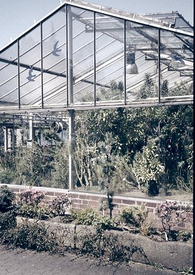 Vintage glasshouse with geometric steel framing, showcasing lush indoor greenery and flowering plants. Reflections of birds a...