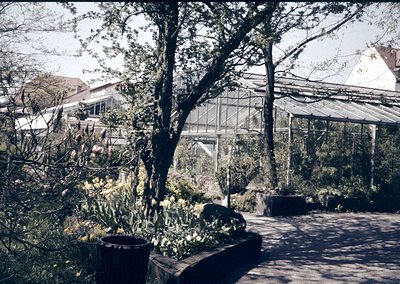 Vintage botanical garden pathway flanked by potted yellow flowers and stone planters, leading to a large glasshouse. Lush gre...
