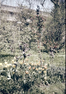 Vintage black-and-white photo of a garden scene featuring blooming tulips in foreground, surrounded by leafless trees and shr...