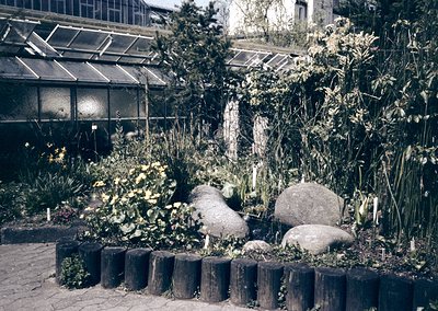 Vintage botanical garden scene with glasshouse in background, featuring lush foliage, blooming flowers, and large stone plant...