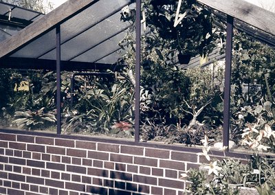 Vintage glasshouse with lush indoor foliage—tropical plants, ferns, and flowering shrubs thrive under translucent roofing. Br...