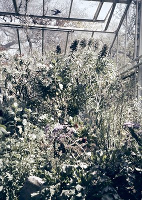 Vintage greenhouse filled with winter-blooming plants, including frost-covered branches and delicate white/pink flowers. Iron...