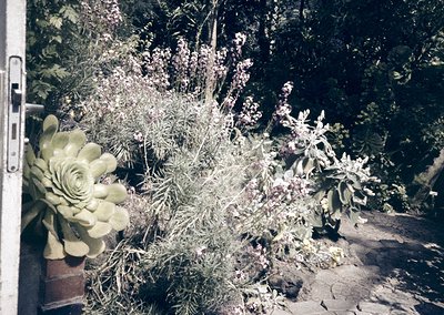 Vintage sepia-toned photo of a potted succulent arrangement beside a stone pathway. The centerpiece features a rosette succul...