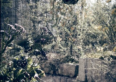 Vintage sepia-toned photo of a dense, overgrown garden corner with tangled branches, dried foliage, and stone planters. Light...
