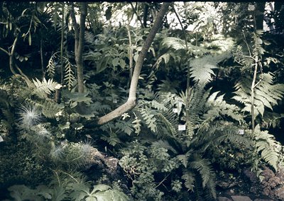 Lush tropical garden featuring dense ferns, broadleaf plants, and a fallen tree trunk. Vibrant greenery dominates with varied...