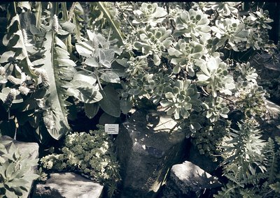 Vintage botanical display featuring lush, textured foliage and flowering plants in a greenhouse or conservatory setting. Prom...