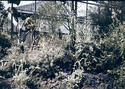 Vintage sepia-toned botanical garden scene with dense foliage and flowering plants under glass. Greenhouse structure visible ...