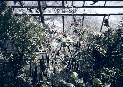 Vintage greenhouse interior with skeletal winter plants and frosted glass panels. Geometric iron framework supports lush gree...