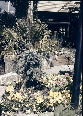 Mid-century courtyard garden with lush greenery—tall palm-like plants, flowering shrubs, and vibrant blooms in yellow/purple....