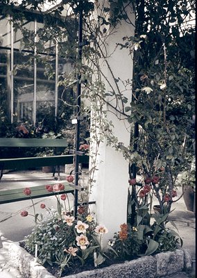 Vibrant indoor garden corner with lush greenery and blooming flowers in terracotta pots. Vertical trellis supports climbing p...