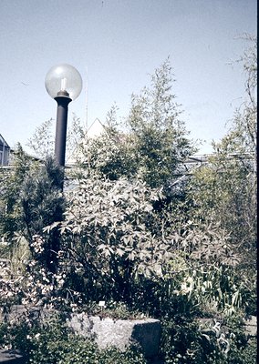 Vintage-style streetlamp with spherical glass fixture surrounded by dense greenery, likely a garden or park setting. The lamp...