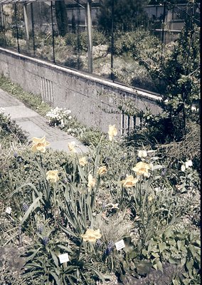 Vibrant yellow daffodils in bloom along a weathered concrete wall, bordered by overgrown greenery and a rustic stone pathway....