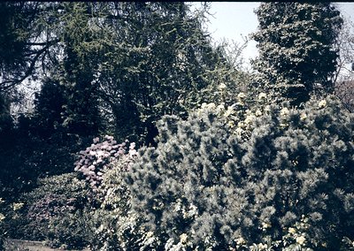 Vintage sepia-toned forest scene with dense evergreen trees and flowering shrubs in bloom. Warm sunlight filters through foli...
