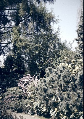 Dense evergreen forest with coniferous trees and underbrush, likely in a temperate climate. The lighting suggests early morni...