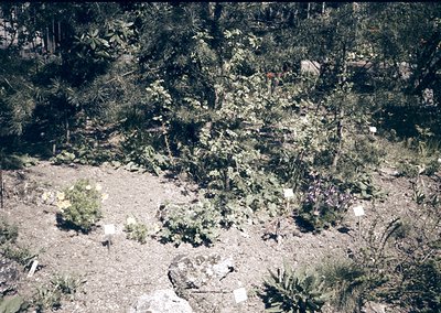Botanical garden section showcasing labeled desert plants and cacti in a sandy, arid setting. Signage indicates species ident...