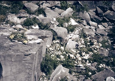 Rough-hewn stone ruins with sparse vegetation—likely remnants of ancient masonry. Overgrown with wildflowers and low shrubs, ...