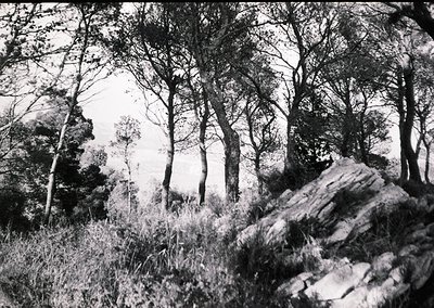 Monochrome forest scene with sparse trees and rocky terrain, evoking mid-20th century documentary style. Dense foliage frames...