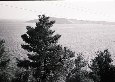 Black-and-white coastal scene featuring a prominent evergreen tree in foreground, framing a calm sea and distant rocky island...
