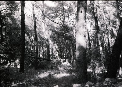 Tall, leafless trees dominate this high-contrast black-and-white forest scene, with sunlight filtering through gaps to illumi...