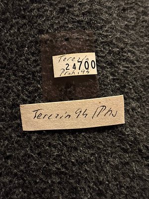 Handwritten labels on aged paper, likely from Terezín (Theresienstadt) concentration camp, marked with prisoner numbers and "...