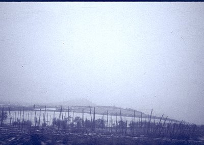 Vintage black-and-white photo of mist-covered vineyard rows with barbed wire fencing, likely Eastern Europe, 1950s-1970s. Den...