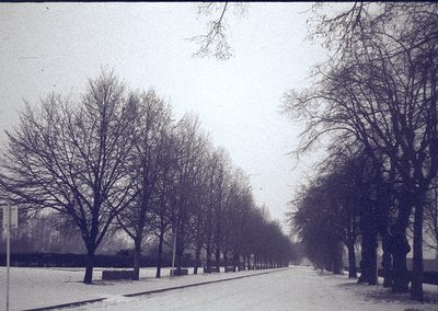 Vintage black-and-white street lined with leafless trees, likely late autumn/winter. Bare branches frame a narrow, snow-duste...