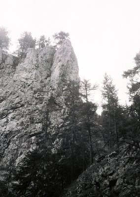 Towering limestone cliff with vertical rock face, partially covered by dense pine forest. Dramatic natural architecture contr...