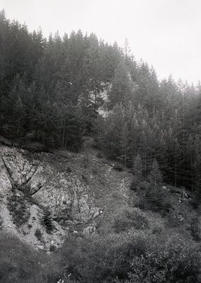 Misty alpine forest with dense coniferous trees framing a rocky, eroded hillside. Fog obscures distant treeline, enhancing de...