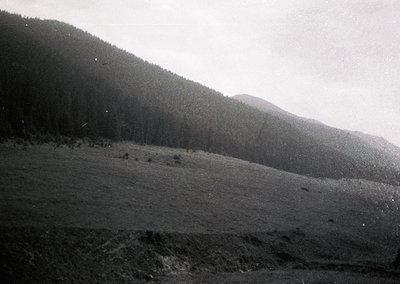 Black-and-white landscape featuring a forested hillside transitioning into a rocky, barren slope. Dense pine trees dominate t...