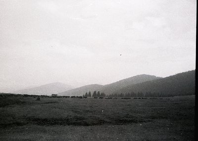 Vintage black-and-white pastoral scene featuring a herd of cattle grazing in an open field, bordered by dense forest and roll...