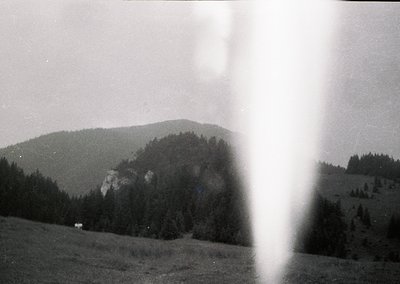 Vintage black-and-white shot of rugged alpine terrain with dense coniferous forests clinging to steep slopes. A lone cow graz...