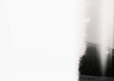 Vintage monochrome shot of a sunburst through dense foliage, likely a forest or park. Light rays create a dramatic, abstract ...