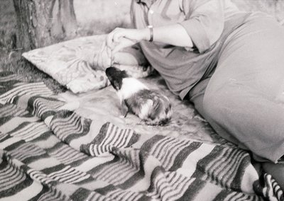 A person gently pets a small, light-colored cat on a striped blanket, likely mid-20th century. The scene suggests domestic in...
