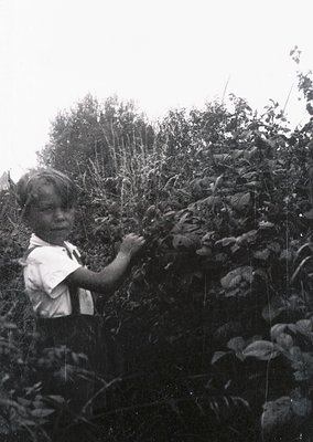 Mid-20th century black-and-white photo of a young boy in a rural setting, harvesting or pruning leafy plants. He wears a shor...