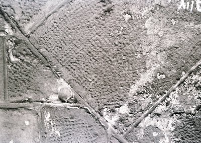 Aerial view of plowed agricultural fields in a grid pattern, likely post-WWII. Distinct furrows and a lone animal (possibly a...
