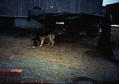 Vintage black-and-white photo of a dog in a confined metal cage, likely a shelter or transit area. The dog wears a red collar...