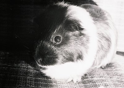 Black-and-white portrait of a guinea pig with dense, contrasting fur—dark patches on its back and sides, white underbelly and...