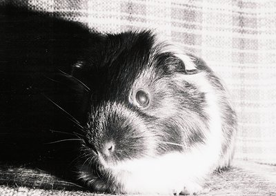 Black-and-white portrait of a guinea pig with dense fur, resting on a textured surface. The animal’s coat features a mix of d...