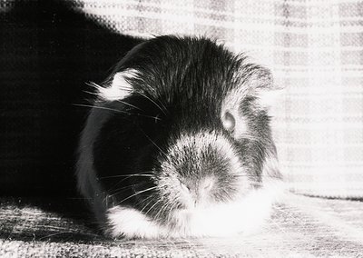 Black-and-white portrait of a kitten with striking white facial markings, curled in repose on a textured surface. Soft fur co...